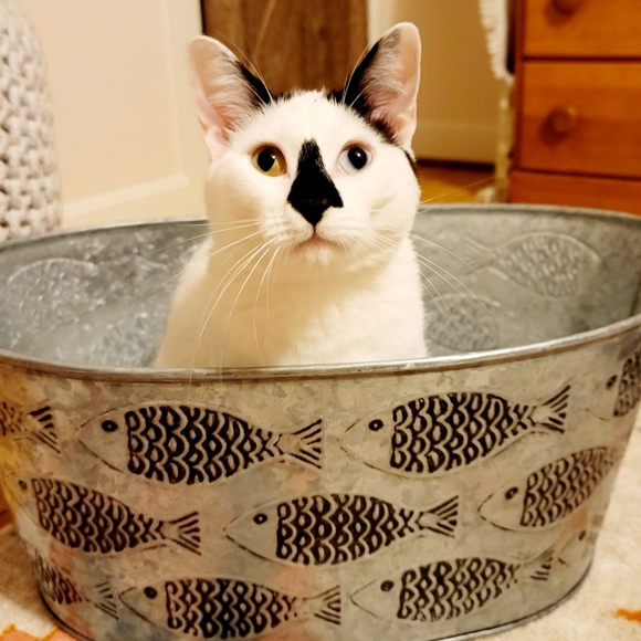 🐈‍⬛️🐈🐈‍⬛️🐈🐈‍⬛️🐈🐈‍⬛️🐈🐈‍⬛️🐈🐈‍⬛️ - Picture 4 of 9